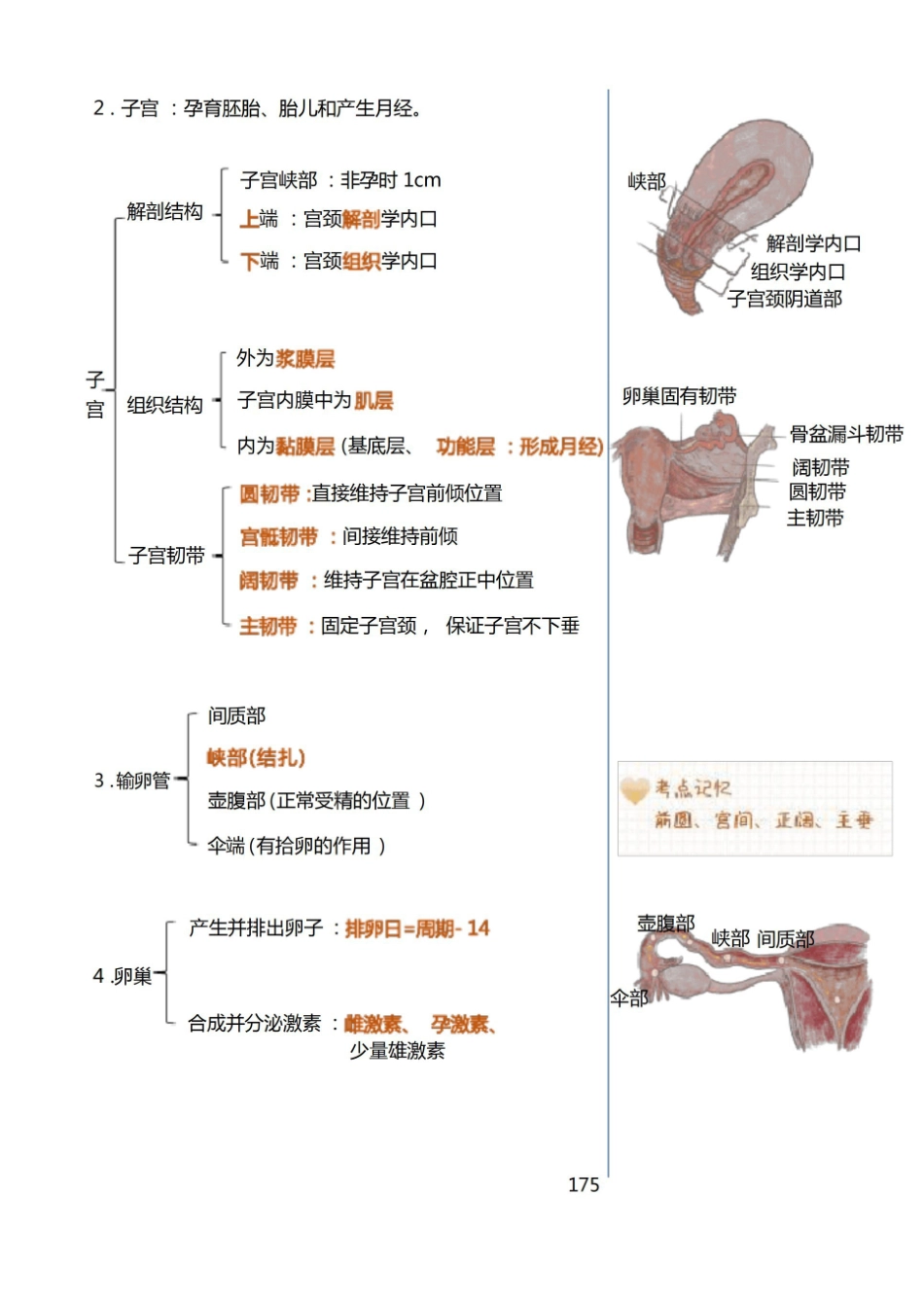 护考(护理执业资格考试)妇产科护理学知识点汇总.pdf_第3页