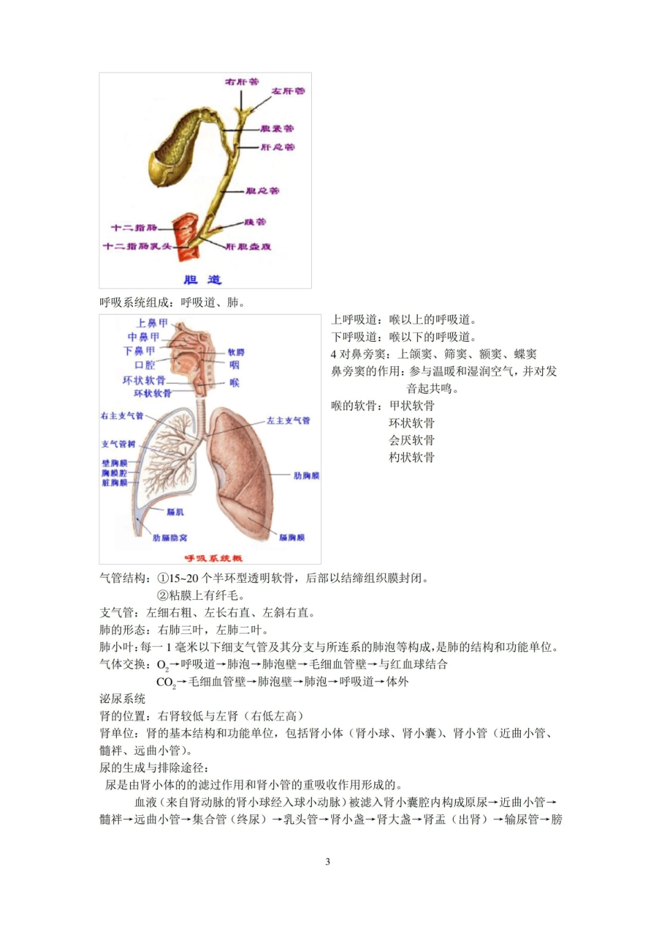 运动解剖学复习整理.pdf_第3页