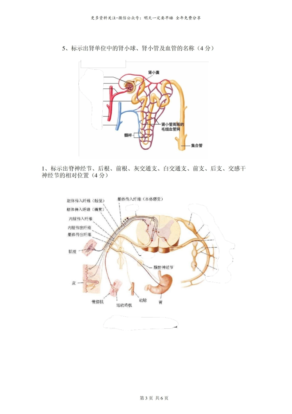 人体解剖生理学图片题.pdf_第3页