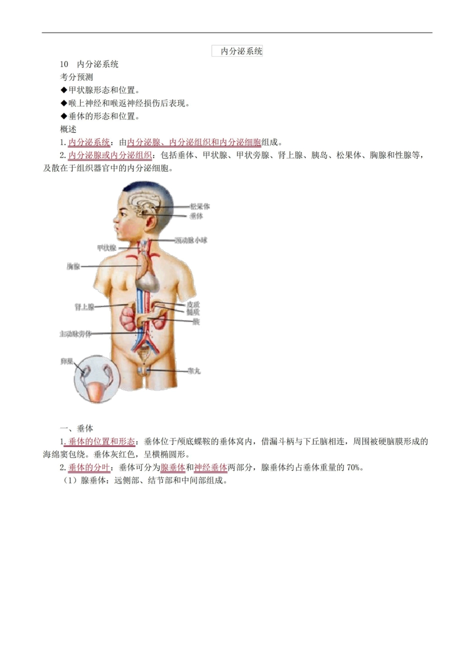 内分泌系统解剖考点总结.pdf_第1页