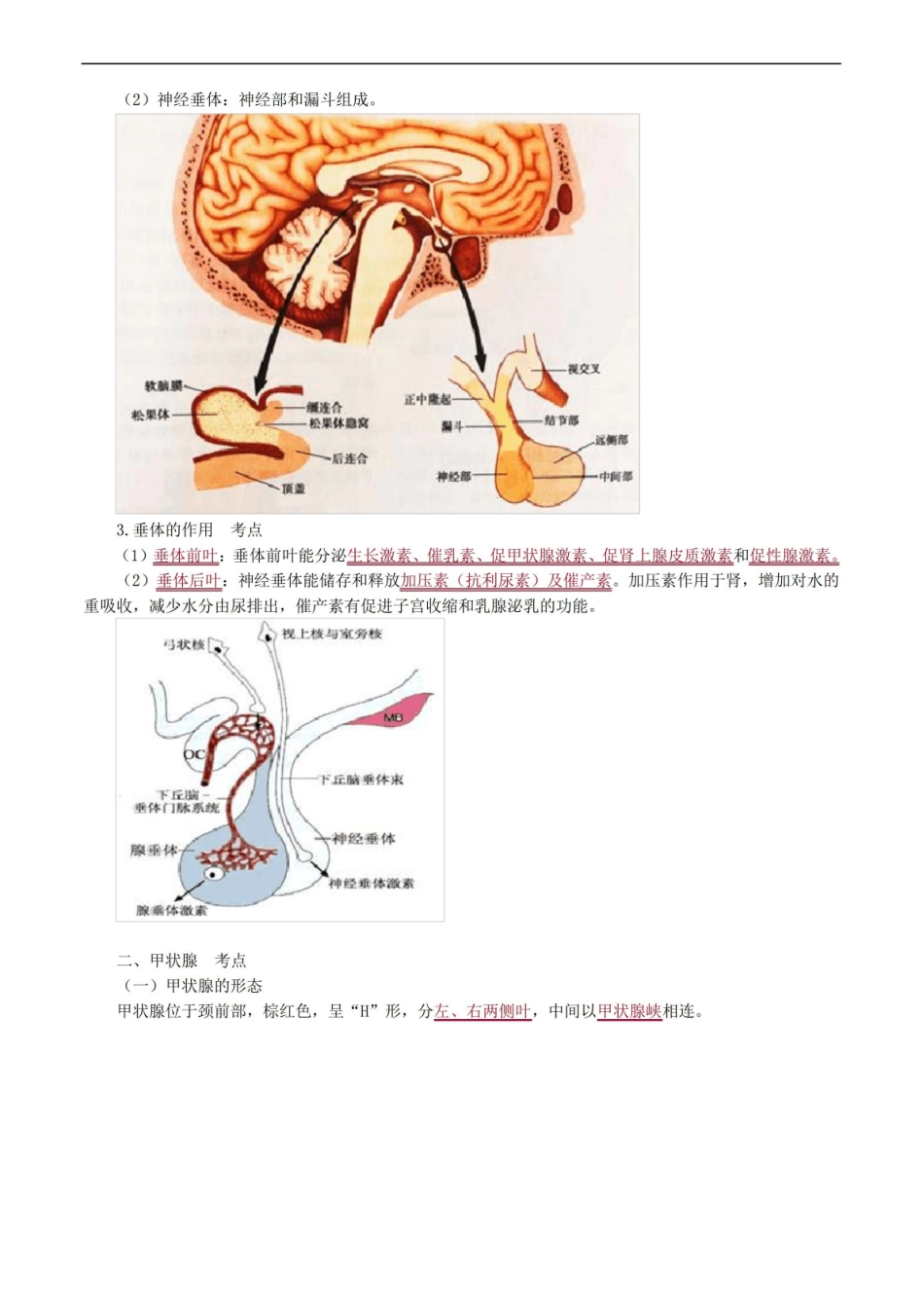 内分泌系统解剖考点总结.pdf_第2页