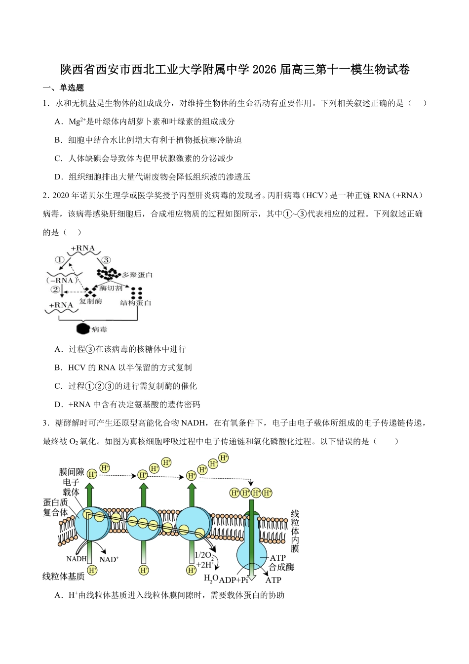 西北工业大学附属中学2026届高三下学期第十一次适应性训练生物试卷（含答案）.pdf_第1页