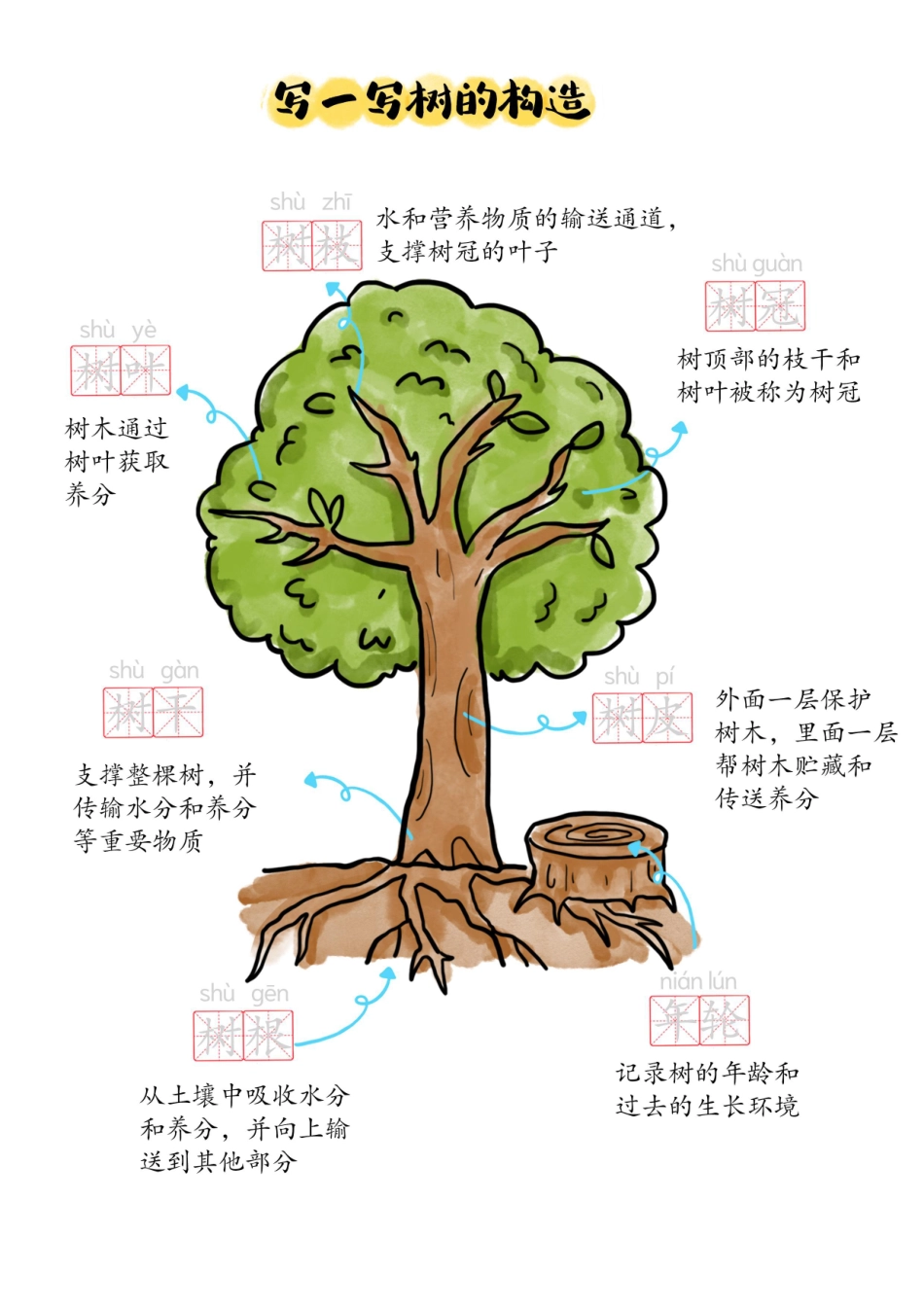 我的树木探索图鉴(3).pdf_第3页
