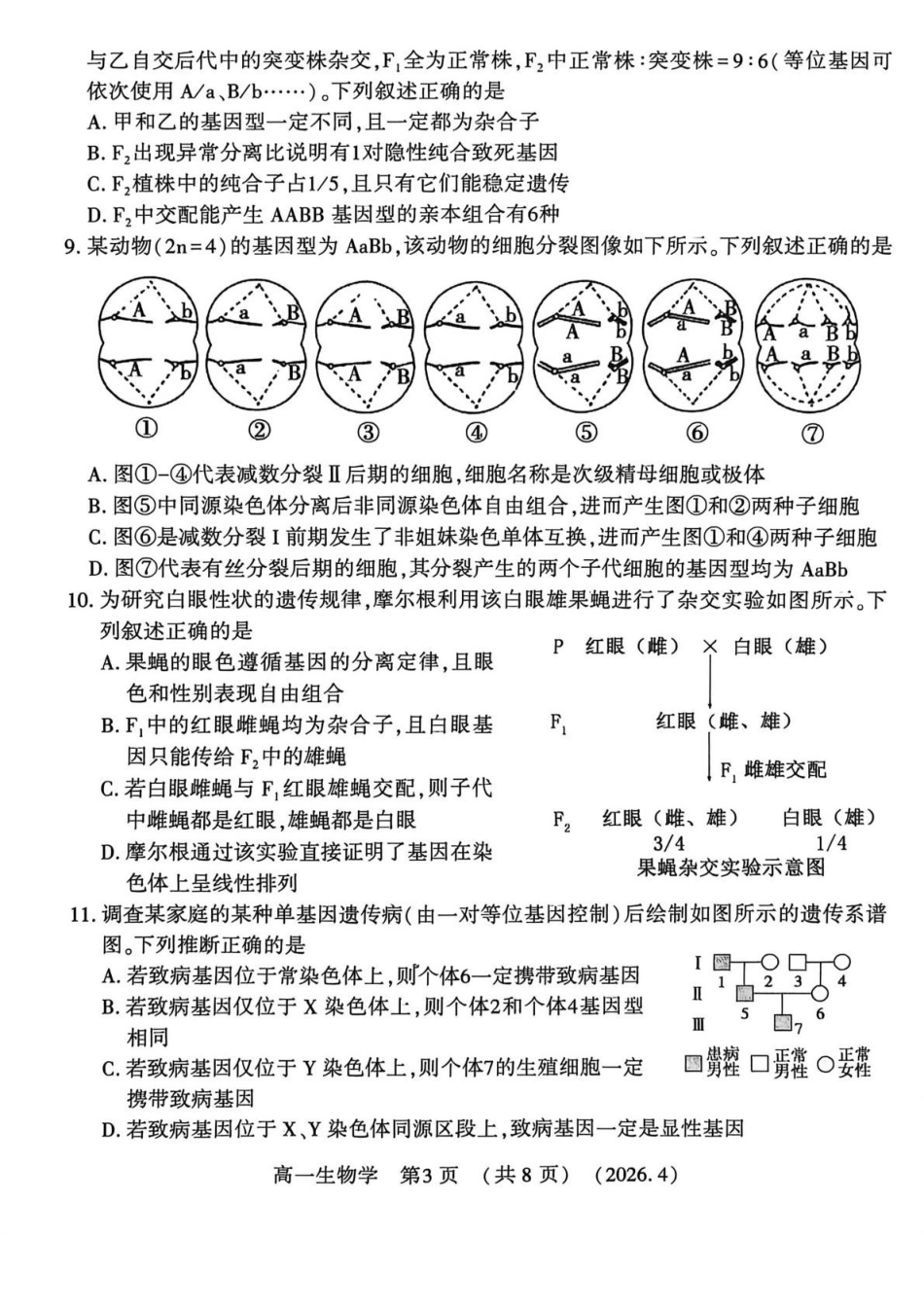 河南洛阳市2025-2026学年第二学期期中考试高一生物试卷.pdf_第3页