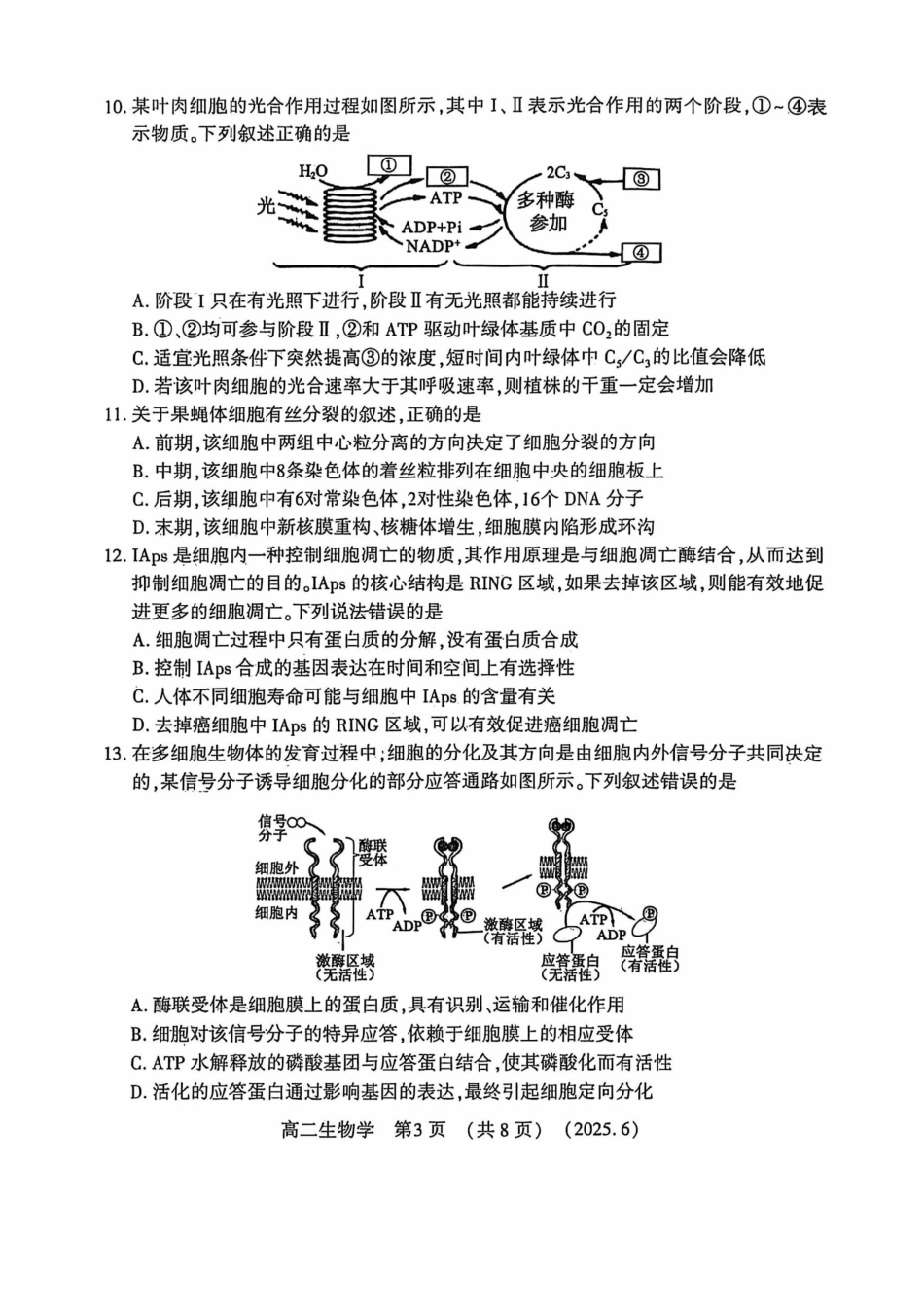 洛阳2024-2025学年6月高二质量检测-生物试卷_副本.pdf_第3页