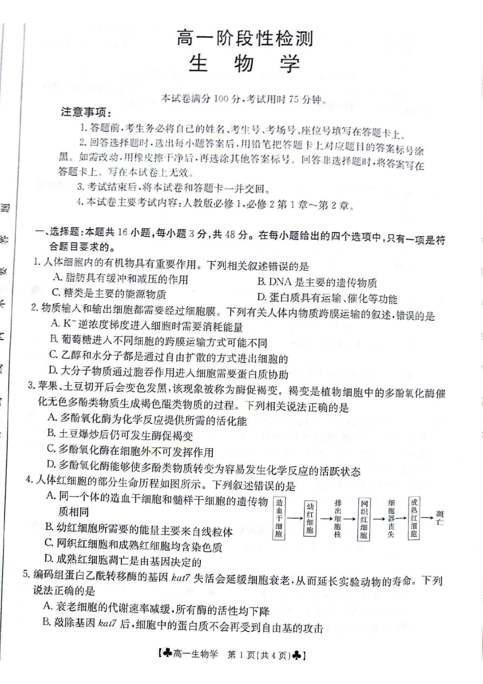 生物-甘肃2023-2024学年高一下学期5月期中(金太阳501A)_副本.pdf_第1页