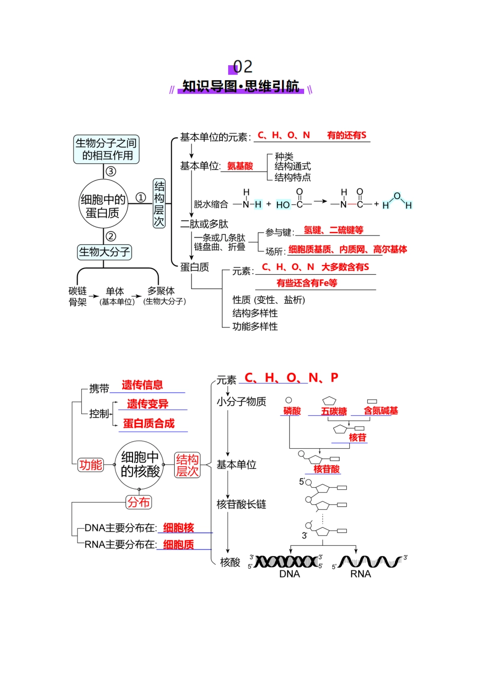 第04讲 蛋白质和核酸(讲义)(教师版).docx_第3页