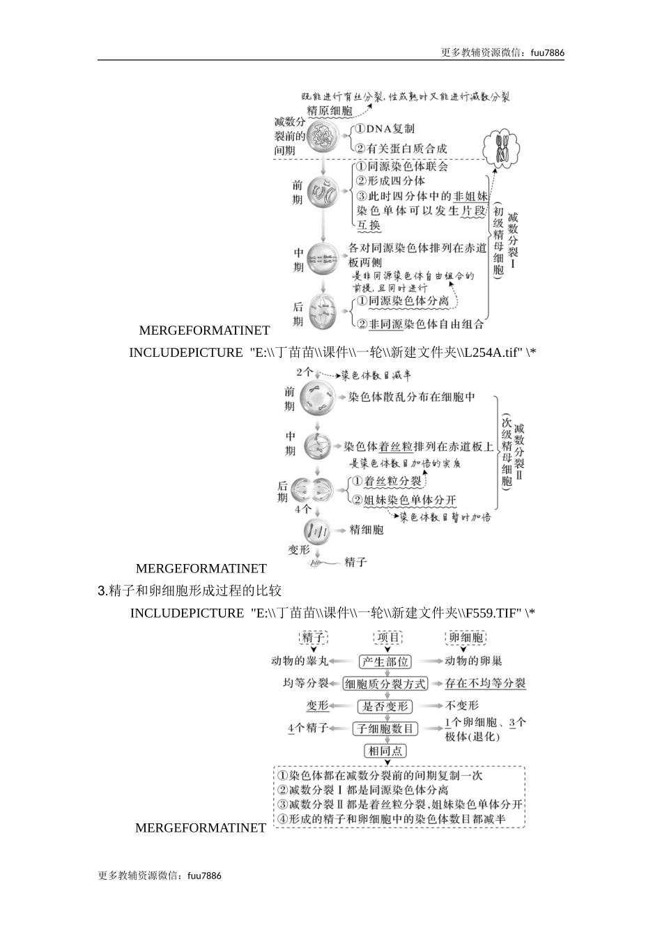 第11讲 减数分裂和受精作用.doc_第2页