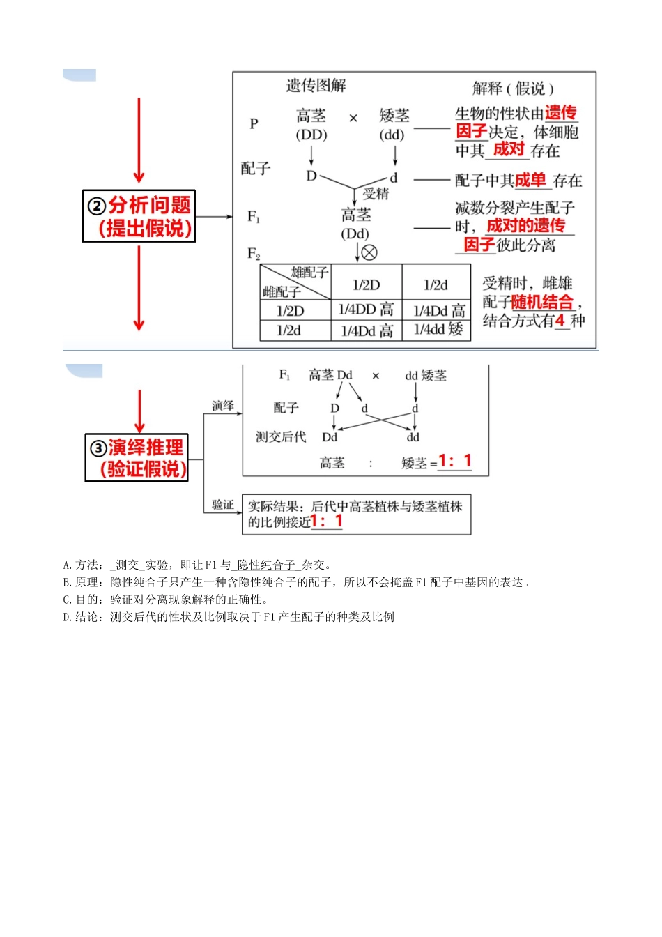 第16讲 基因的分离定律(讲义)(学生版).docx_第3页