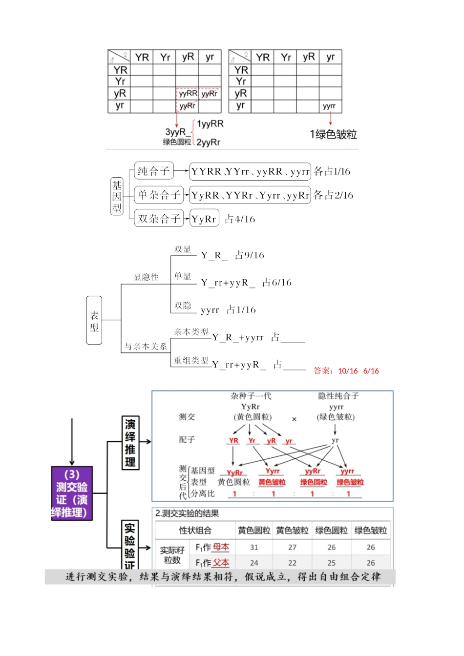 第17.1讲 基因的自由组合定律（讲义）（教师版）.docx_第3页