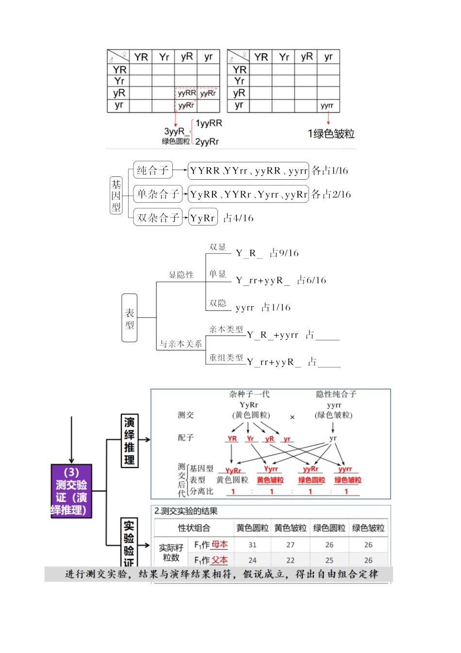 第17.1讲 基因的自由组合定律（讲义）（学生版）.docx_第3页