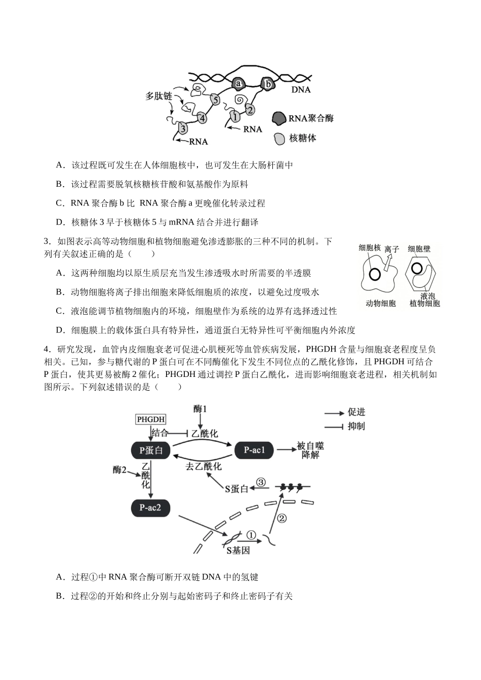 生物+答案四川字节精准教育联盟2026年普通高等学校招生全国统一考试冲刺(5.15-5.16).docx_第2页