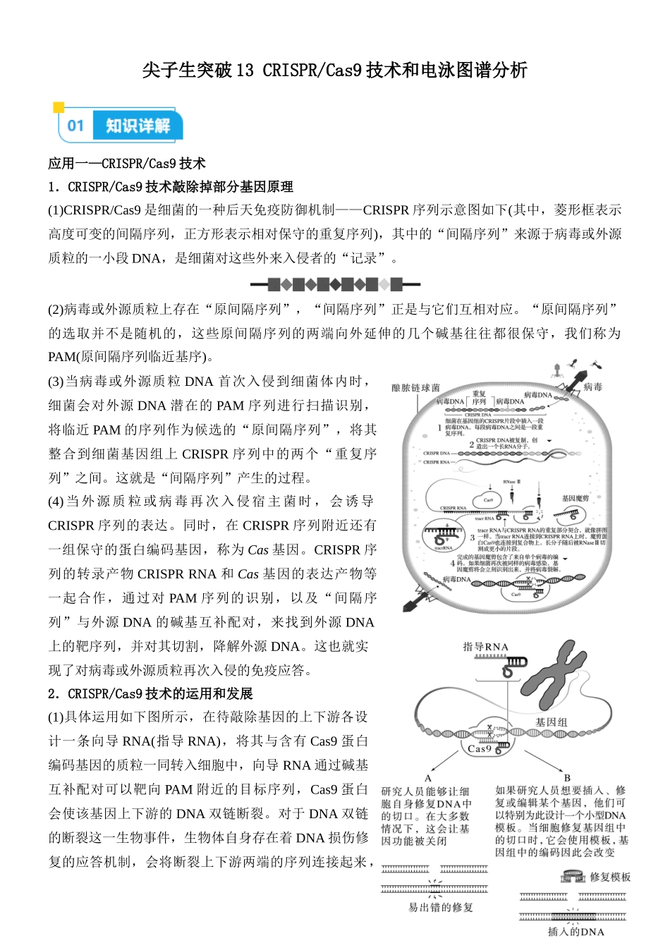 尖子生突破13 CRISPR Cas9技术和电泳图谱分析（解析版）.docx_第1页