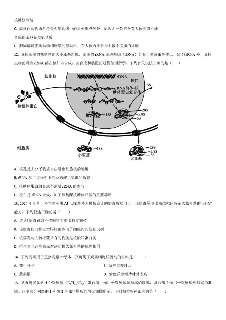 吉林通化市梅河口市第五中学2025-2026学年高二下学期6月阶段检测生物试题含答案.pdf_第3页