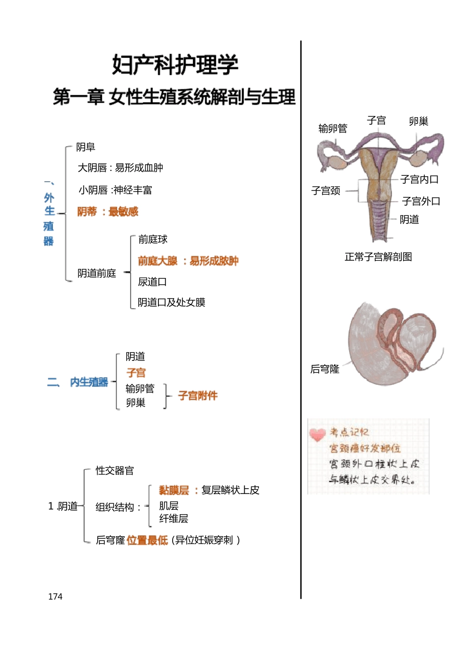 护考(护理执业资格考试)妇产科护理学知识点汇总(1).pdf_第2页