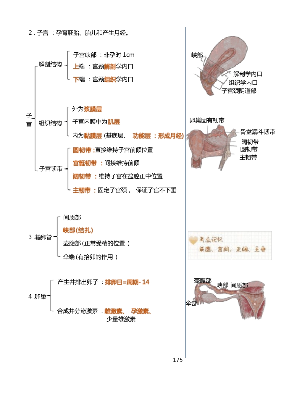 护考(护理执业资格考试)妇产科护理学知识点汇总(1).pdf_第3页
